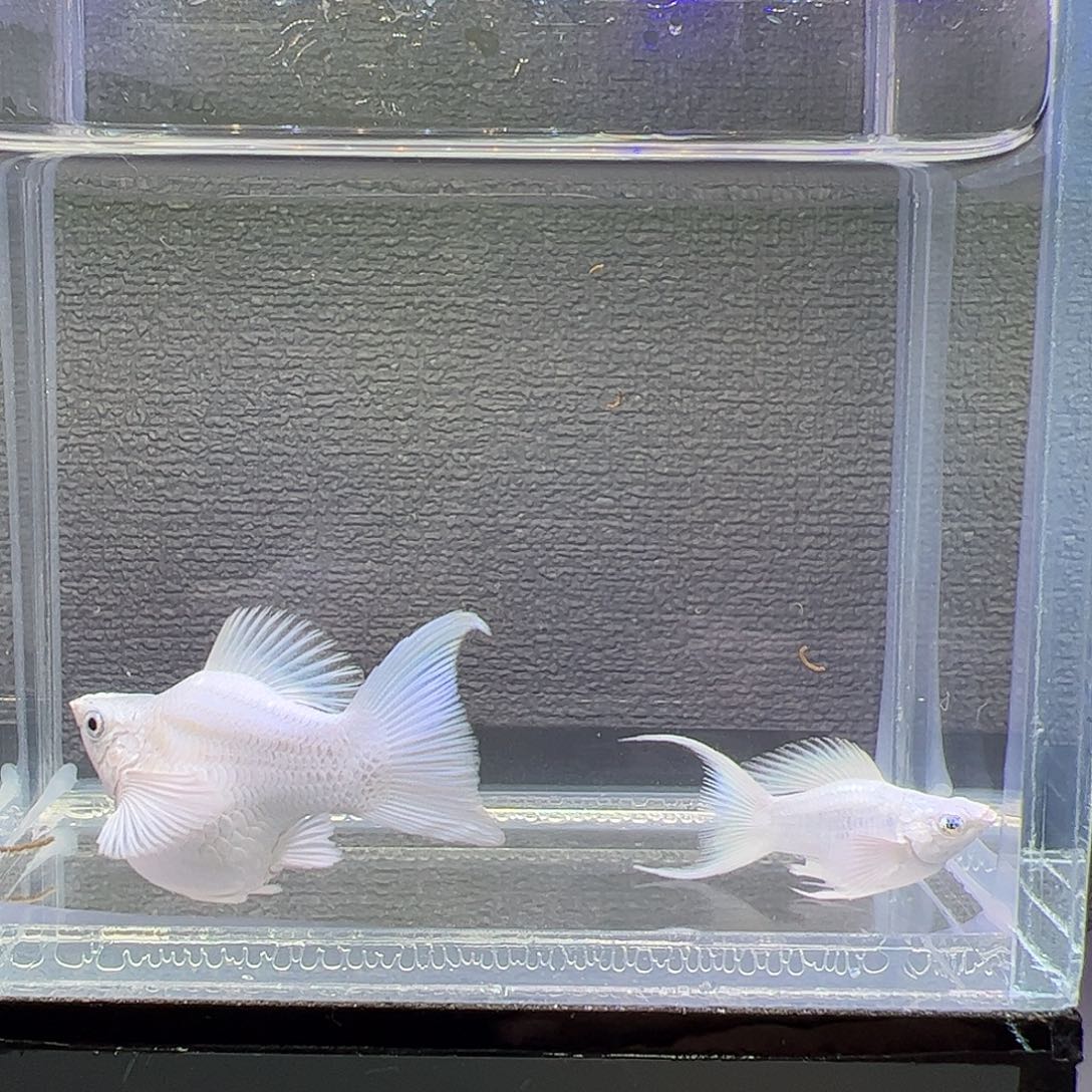 孔雀鱼瓷白，玛丽，