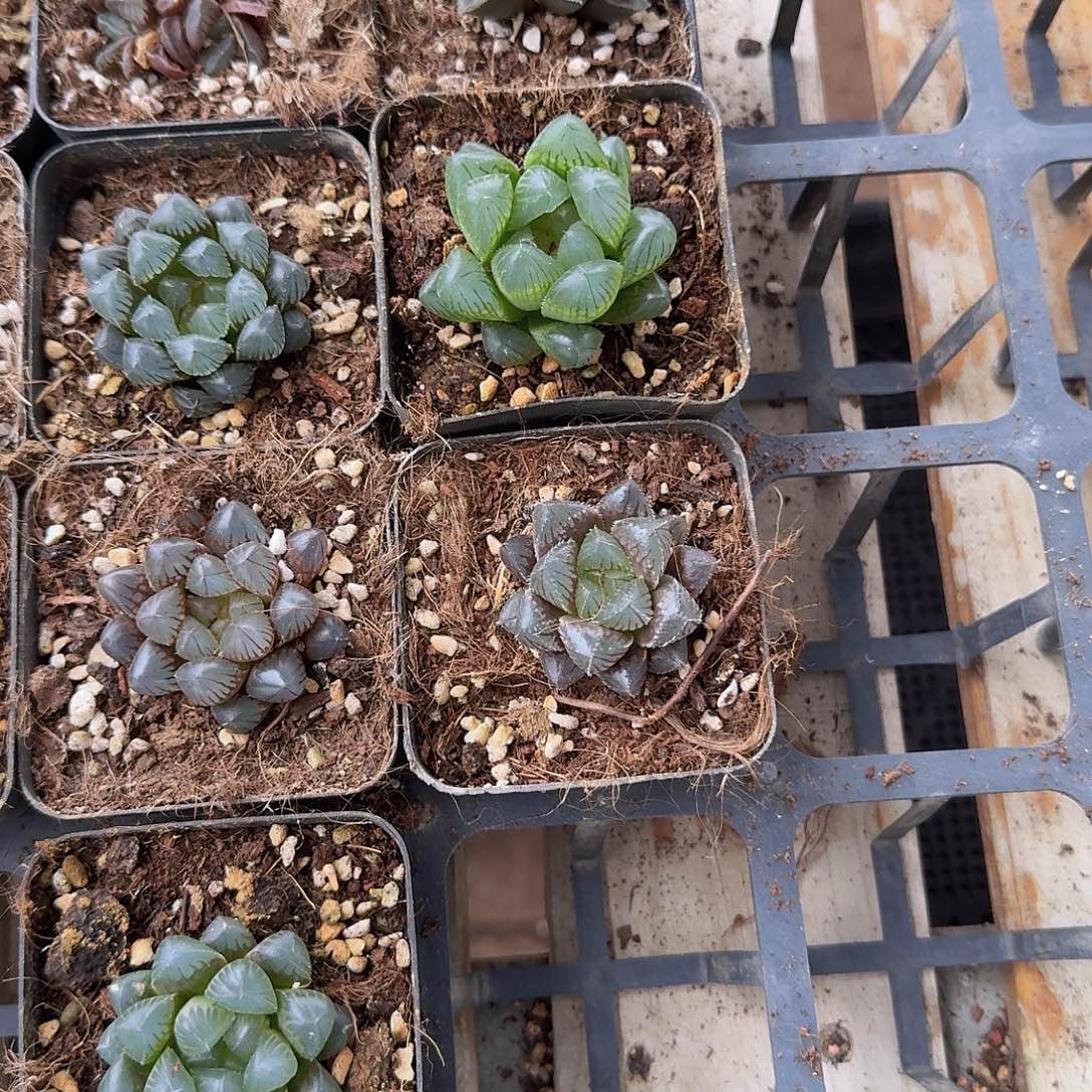 直播福利一物一拍253