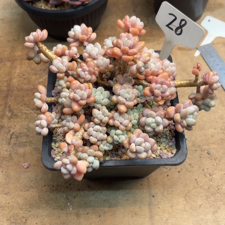 多肉植物，鱼子酱28号