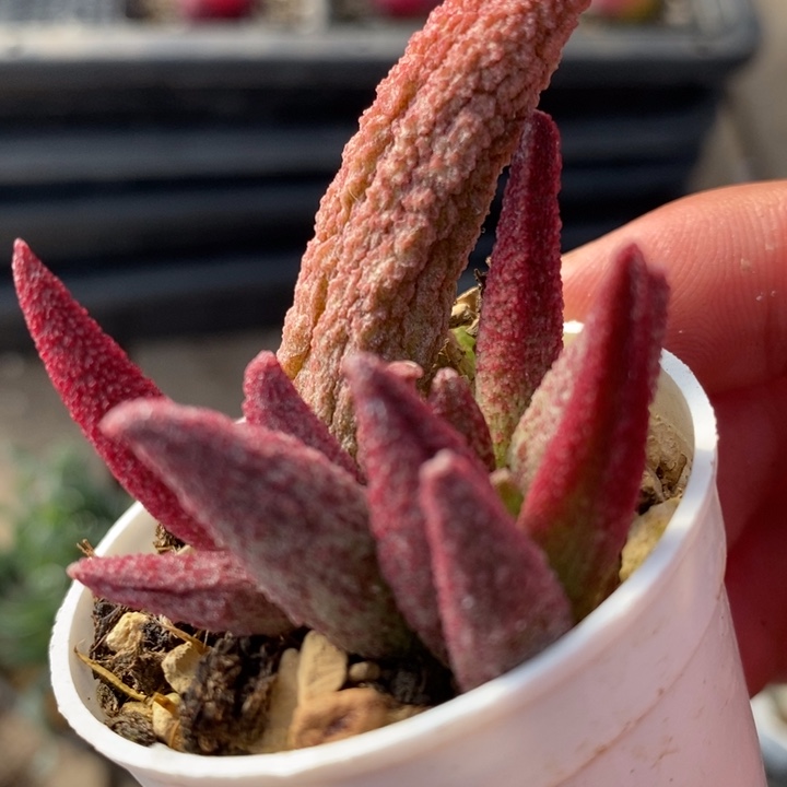 1327纯红哈默杂一颗