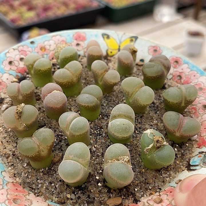 23542风铃样本一盆