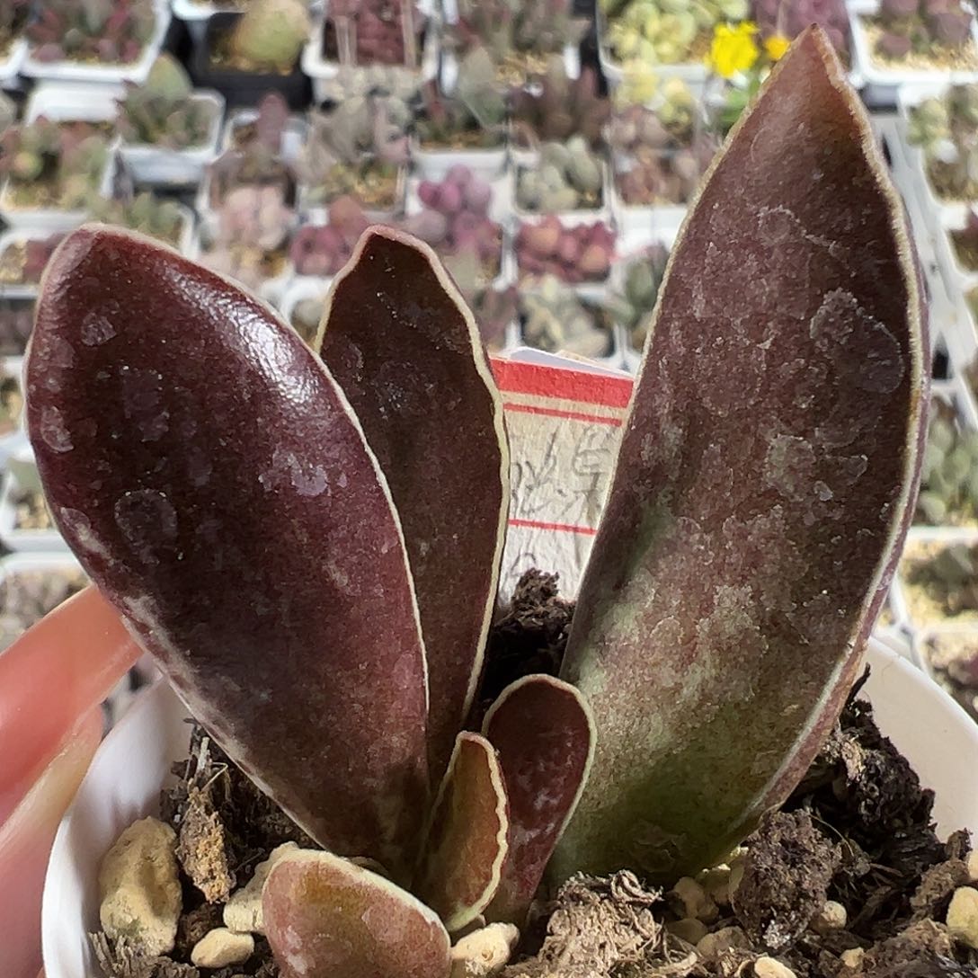 雨蝶大苗多肉植物水泡