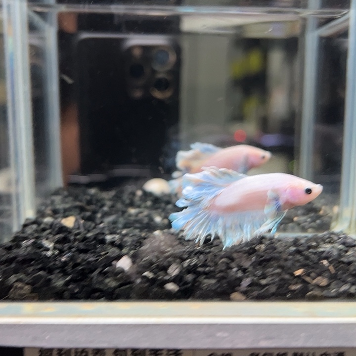 斗鱼跑单拉黑二十日8