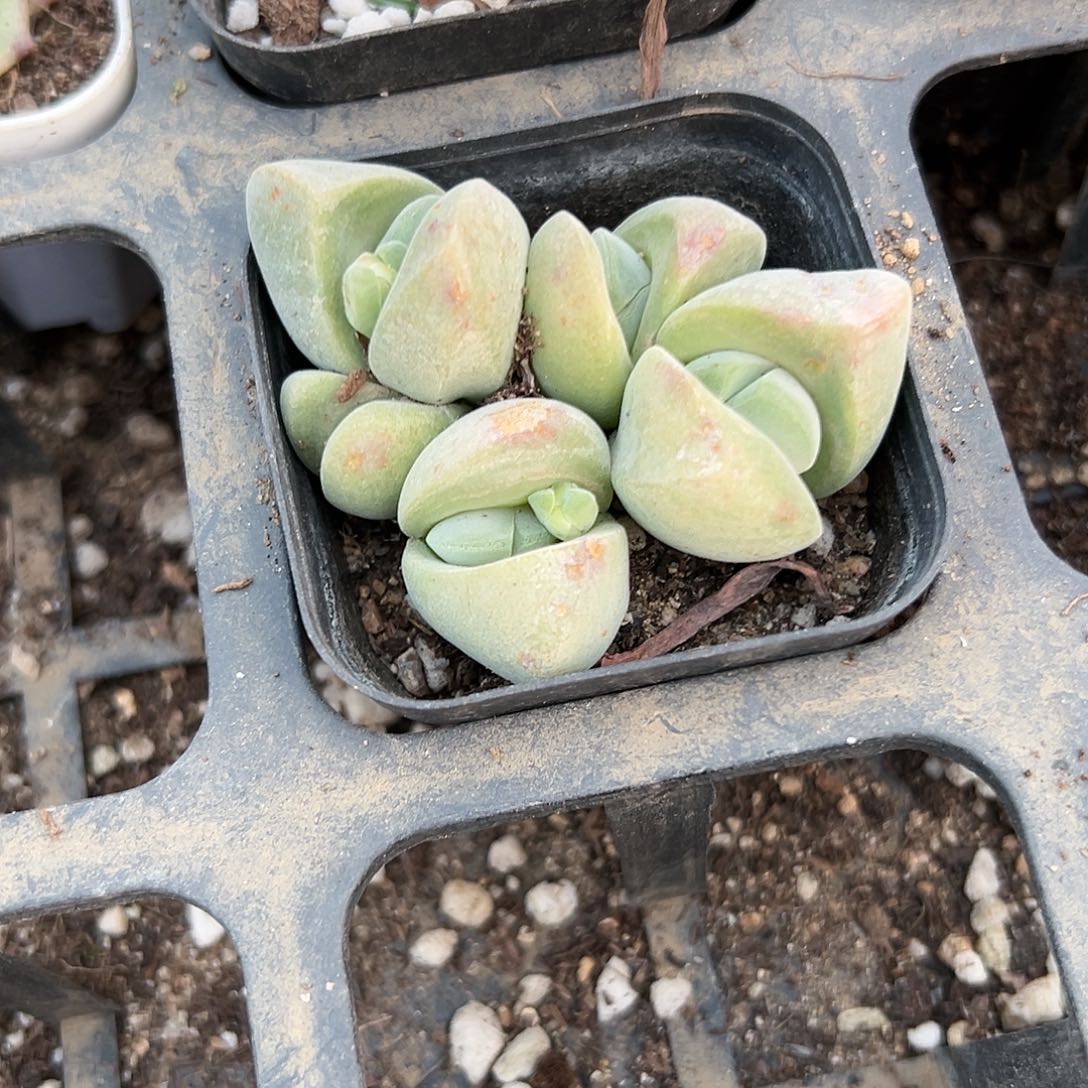 多肉植物无比玉开花