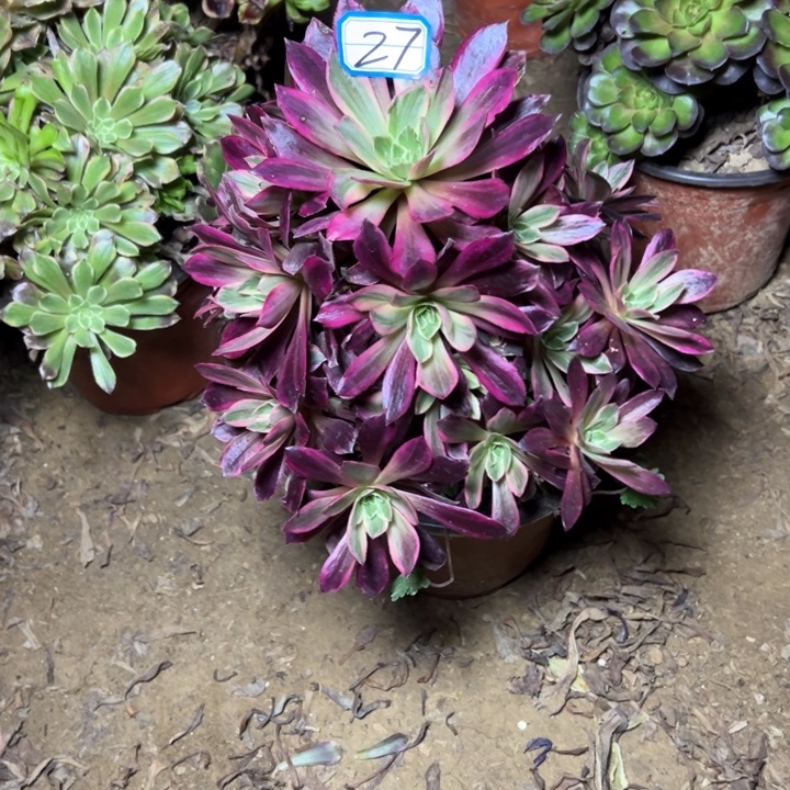 多肉植物婚纱法师27