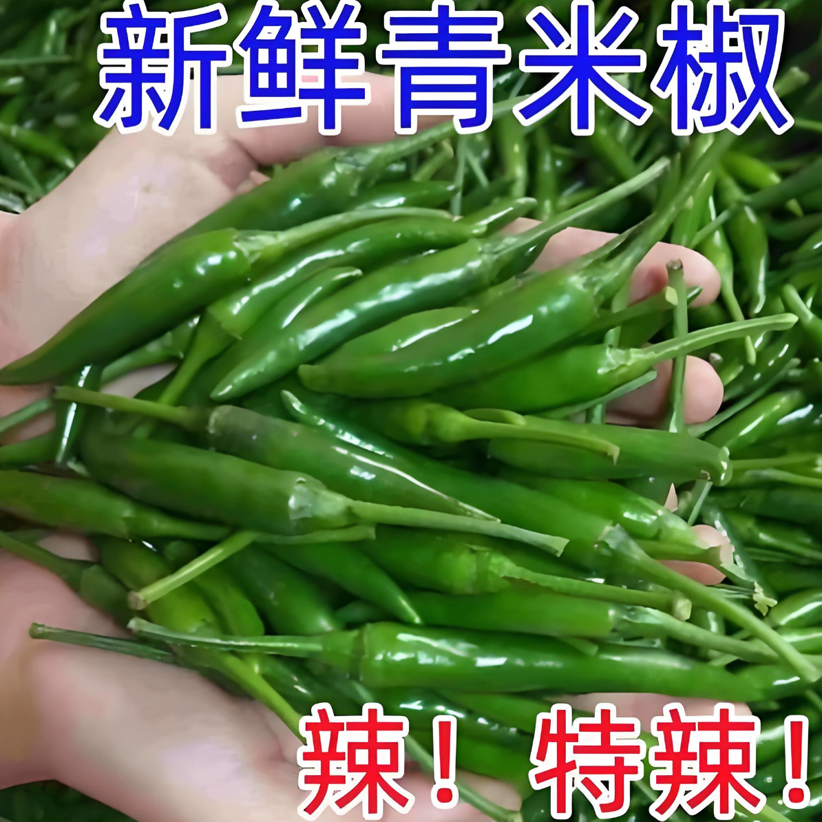 新鲜现摘特辣青小米椒青朝天椒正宗四川农家自种蔬菜