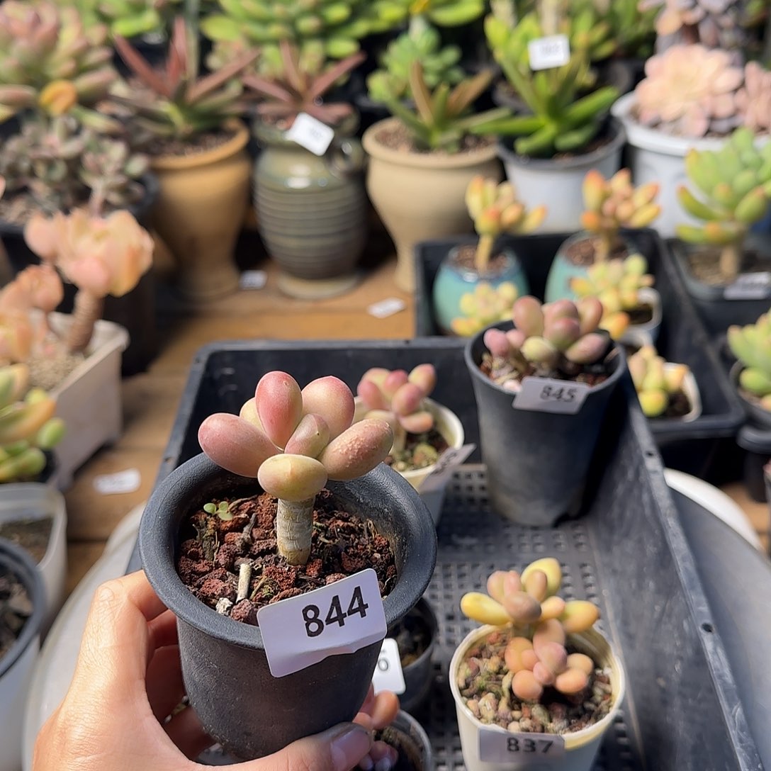 仙*✨844号 一物一拍