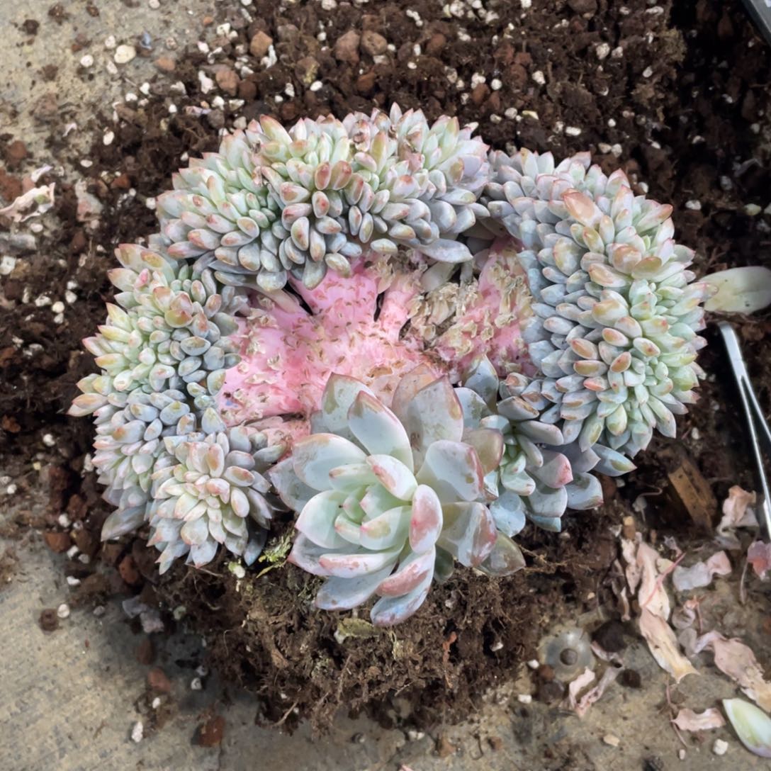 用***2橙梦露缀冠幅17 公分一物一拍