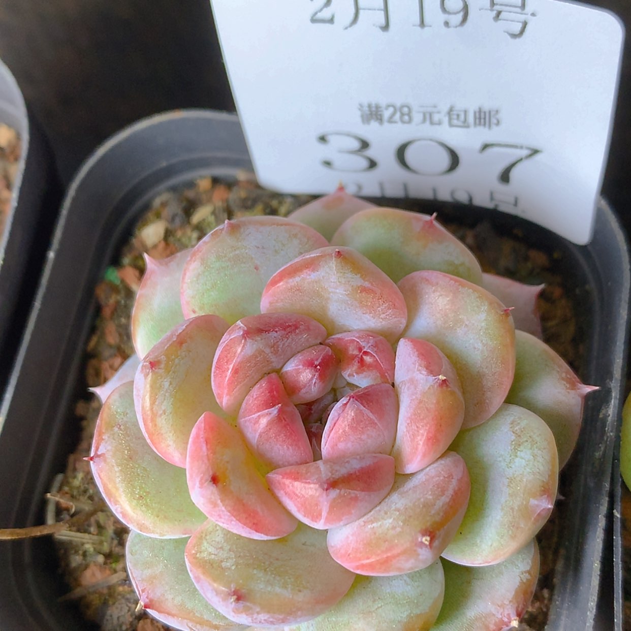 【闪购商品】云307