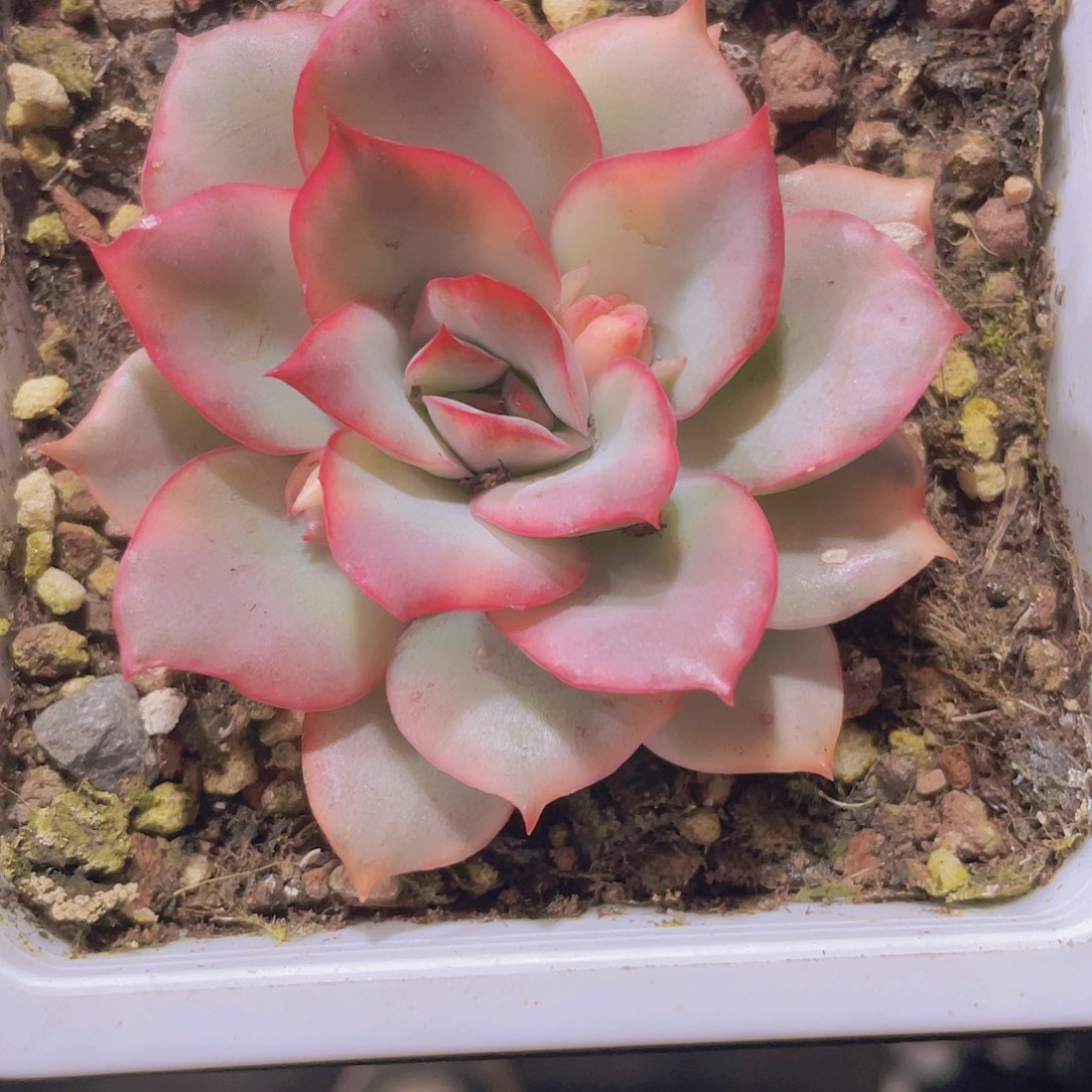 月光女神锦a080一物一拍