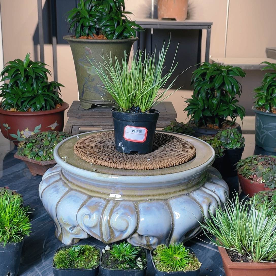 【闪购商品】不开花植物