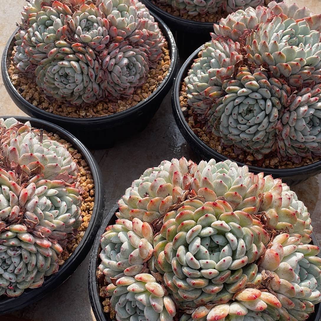 雪爪完美捧花精控23厘米可挑