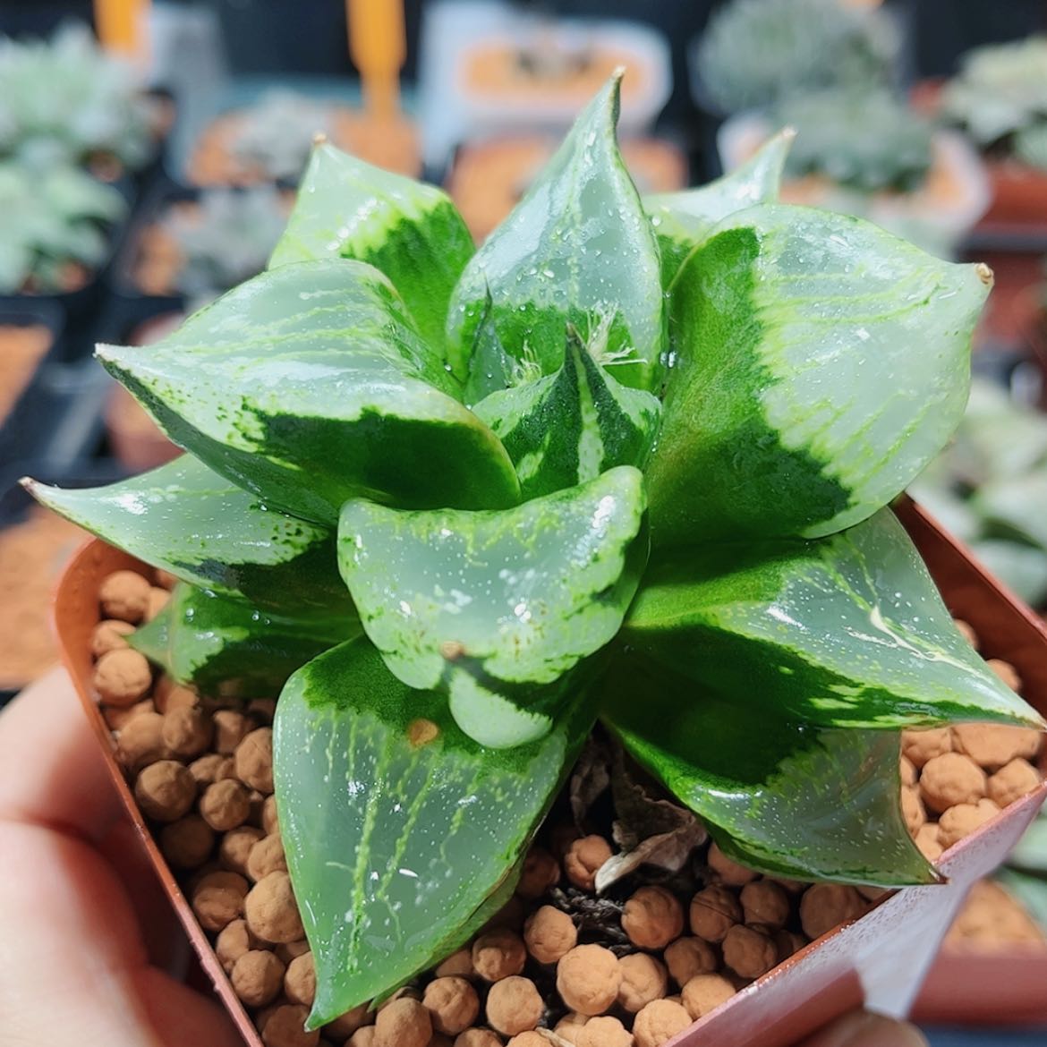 【闪购商品】裹斑若