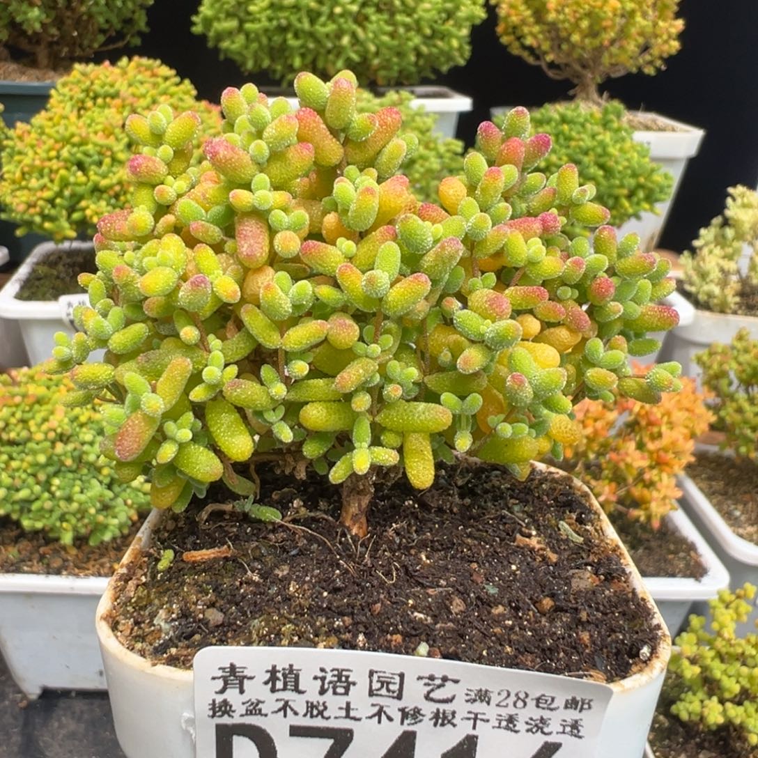 D7416金桔一物一拍