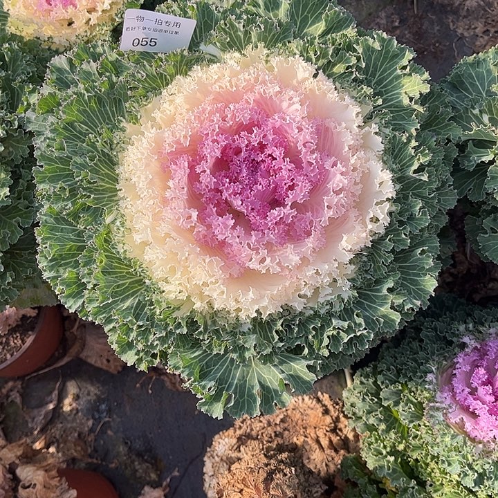 舞***》羽衣甘蓝，一物一拍