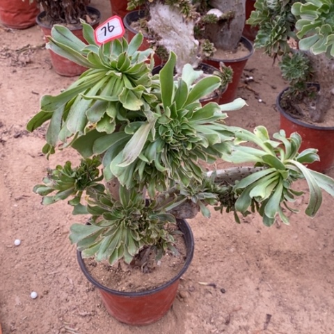 原始绿缀一物一拍