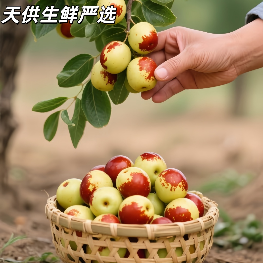 黄骅聚馆冬枣现摘新鲜产地直发包邮脆甜多汁