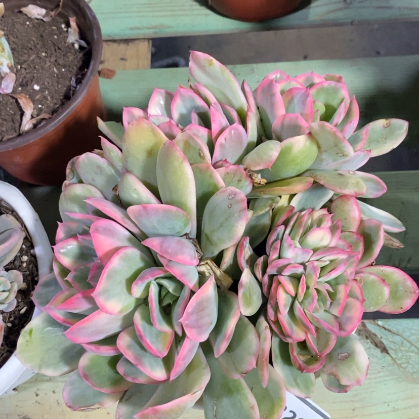 【闪购商品】绮罗锦13206