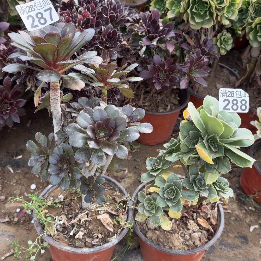 多肉287+288满28包邮断枝不包