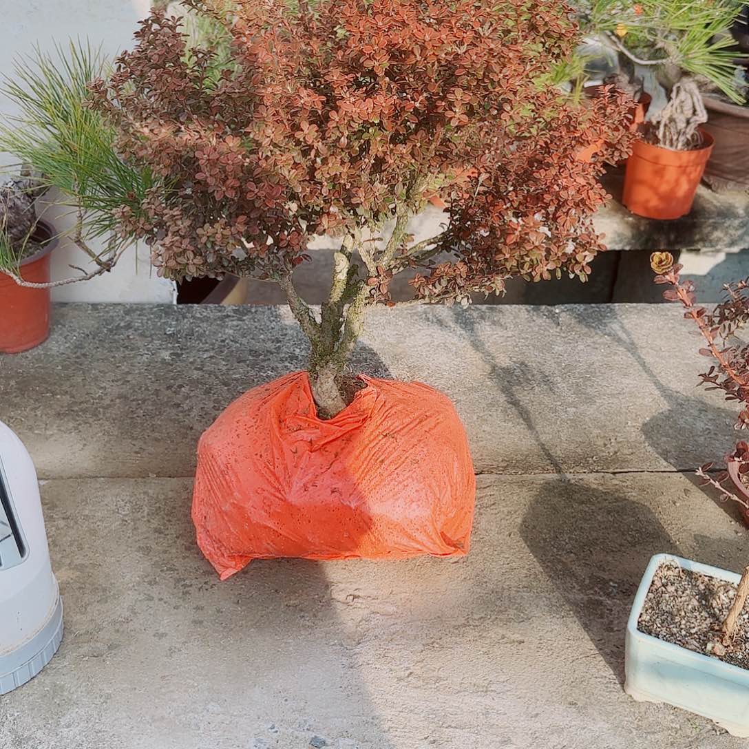 完全开放珍珠黄杨