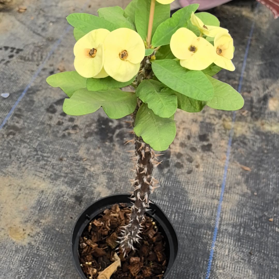 火***瑰完全开放老皇冠直播间一物一拍