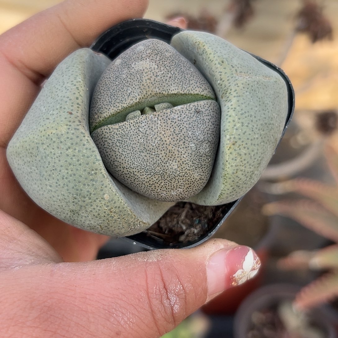 多肉植物绿帝玉单头