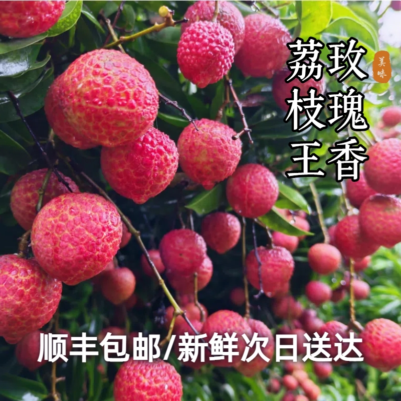 【顺丰次日达】新鲜广东玫瑰香荔枝4.5斤