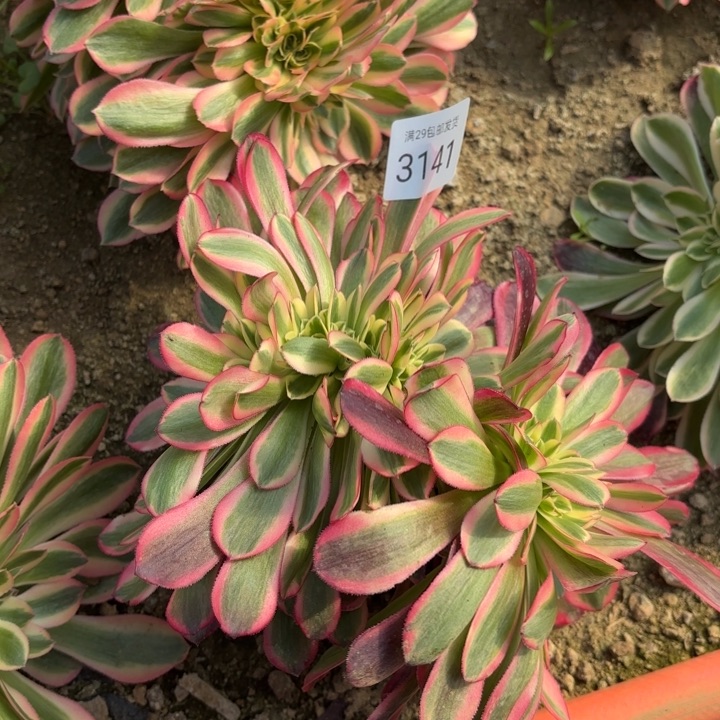 美杜莎坠多肉法师3141