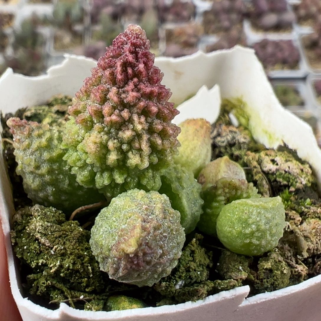 实生底叶苗纹路款多肉植物水泡