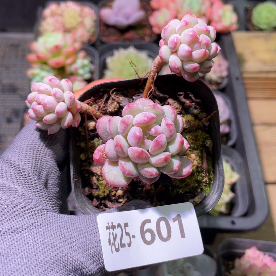 花利美25-601珍珠豆