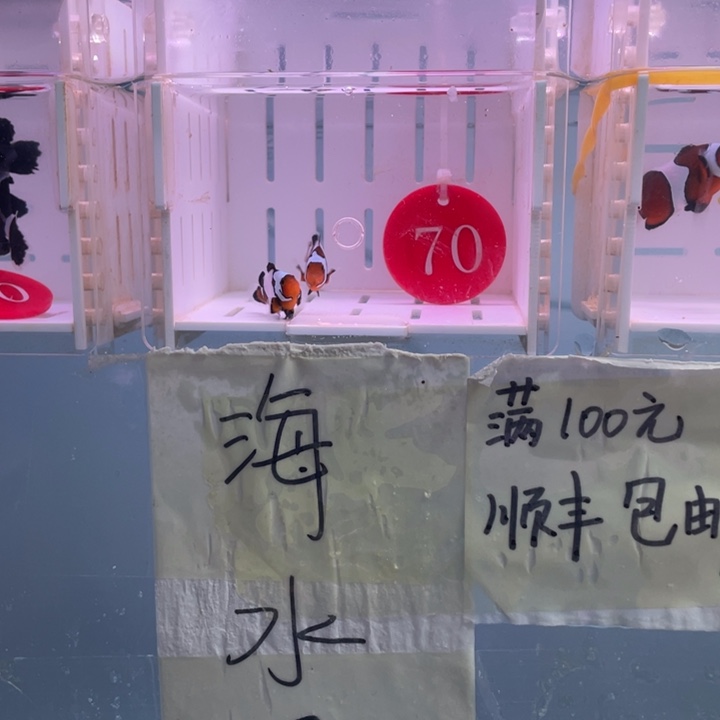 海水鱼精品血印2条2.5-3