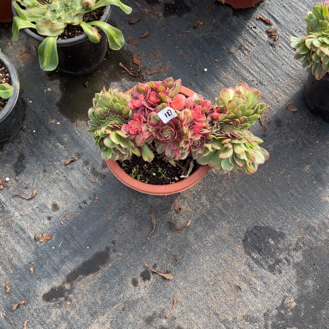 @***子187黑魔锦缀多肉多肉