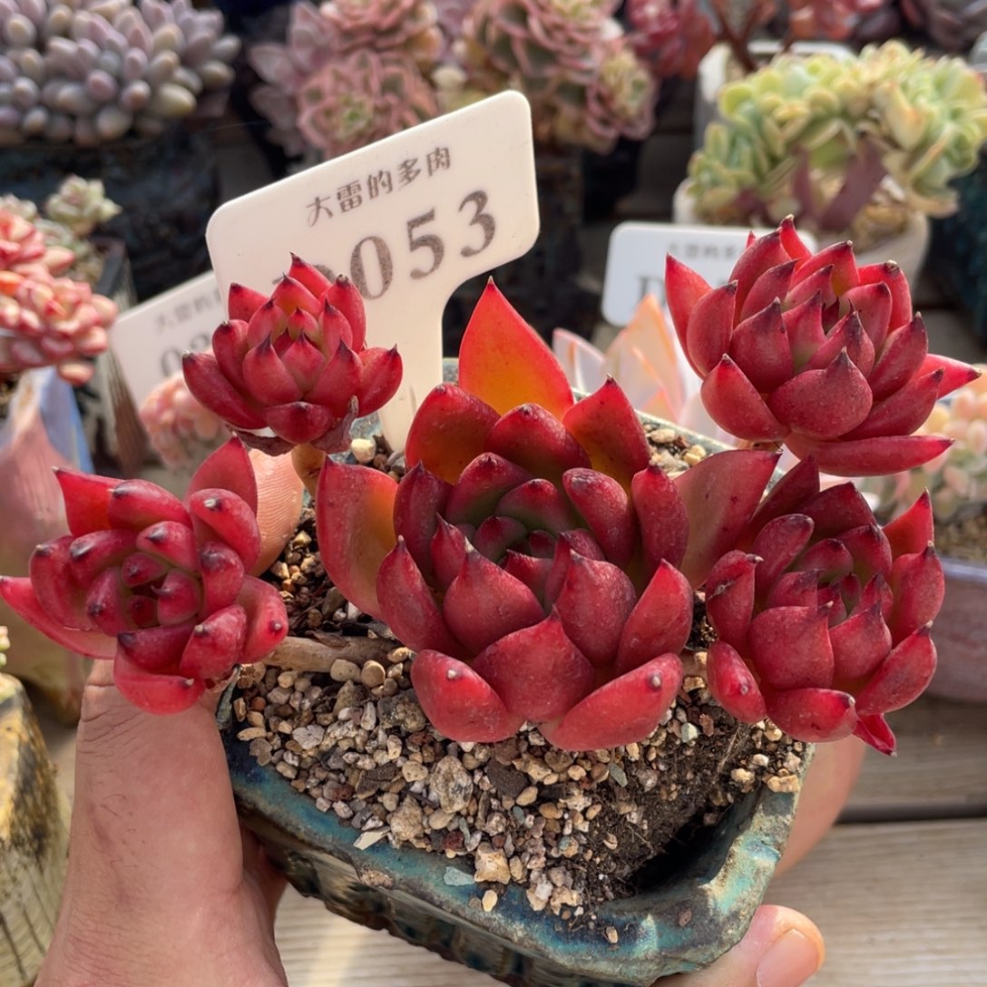 053弗兰克不带盆13厘米