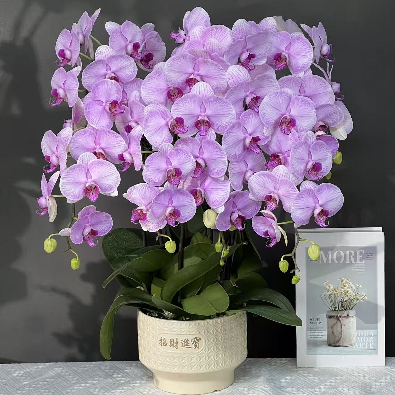 多彩优选（洛神）欧品粉色贵货稀有大花蝴蝶兰鲜花室内送礼高端花卉