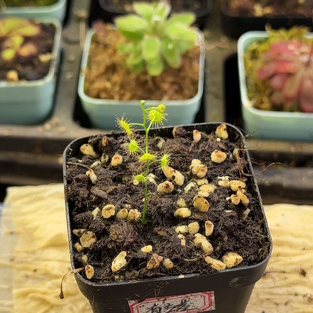 完全开放直立茎球根茅