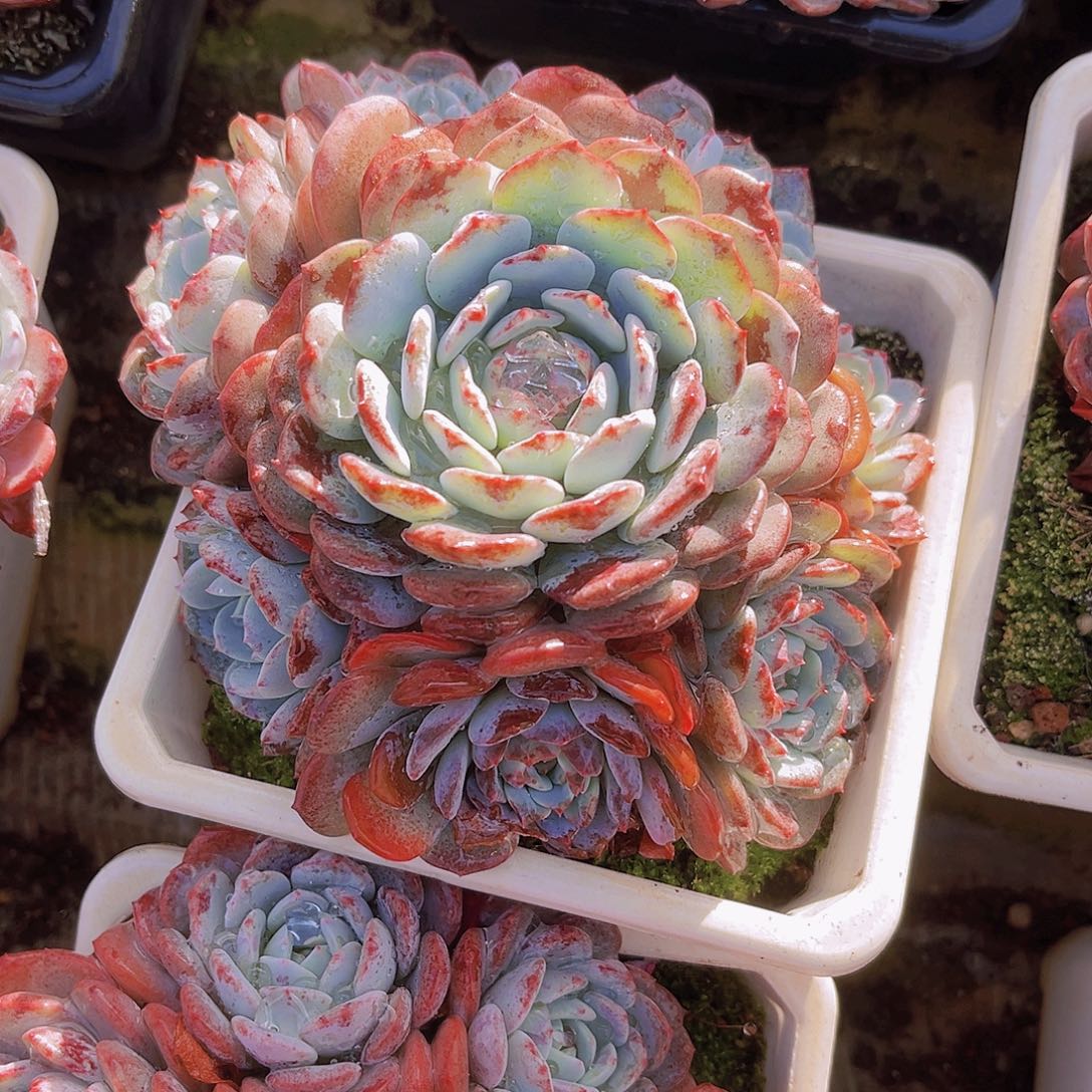 白衣圣代14999999990990