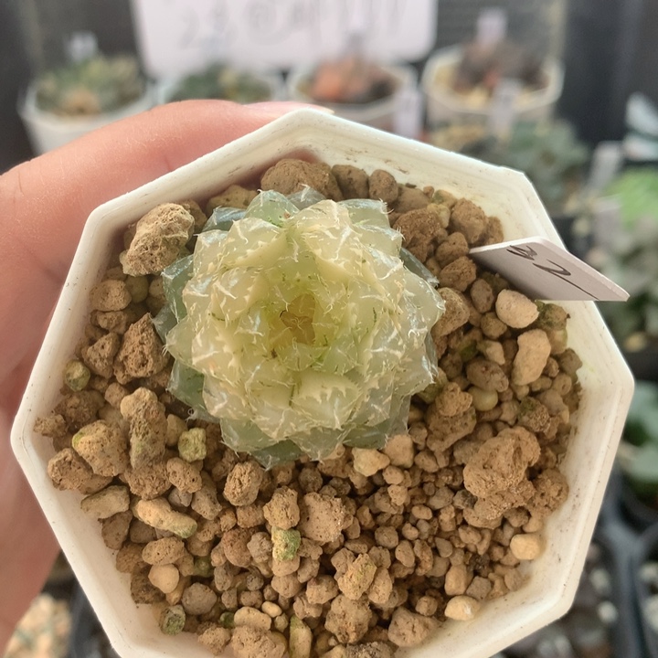 32号   一物一拍  多肉