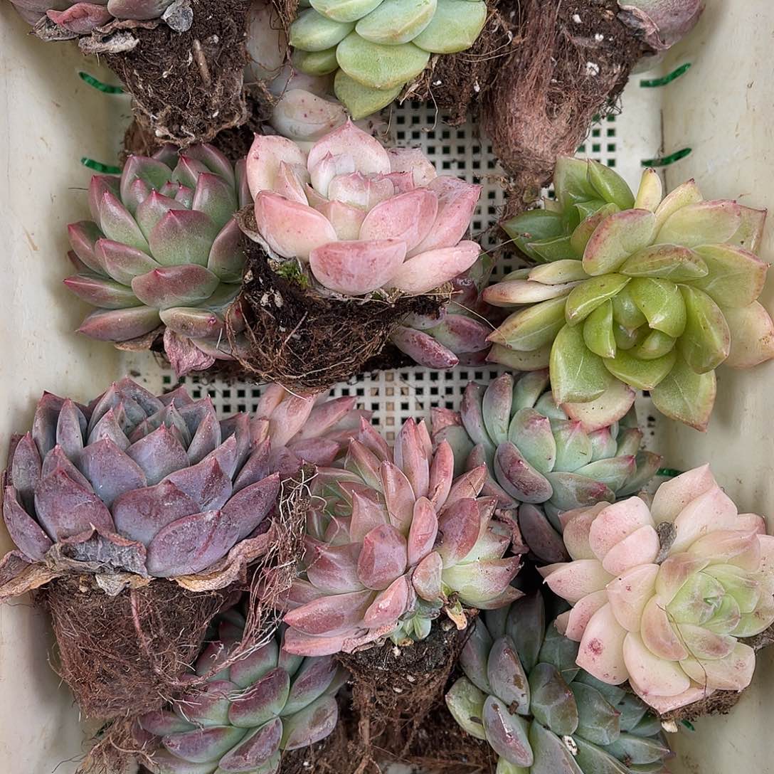 多肉一物一拍26-158