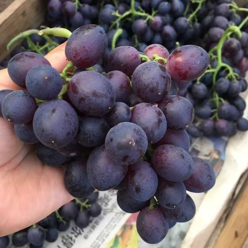【鲜果甄选】玫瑰香葡萄现摘精品水果好吃当季应季水果新鲜葡萄同城送山东省