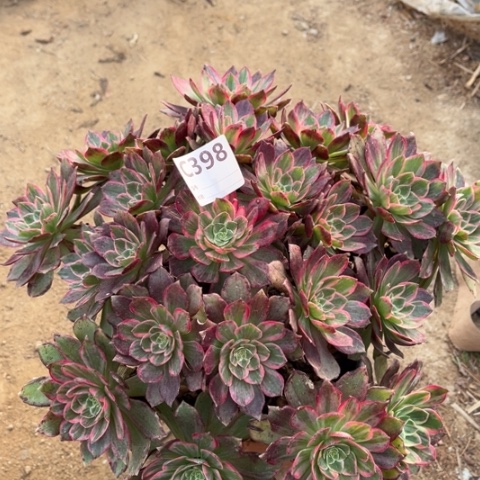 多肉植物万花筒捧花