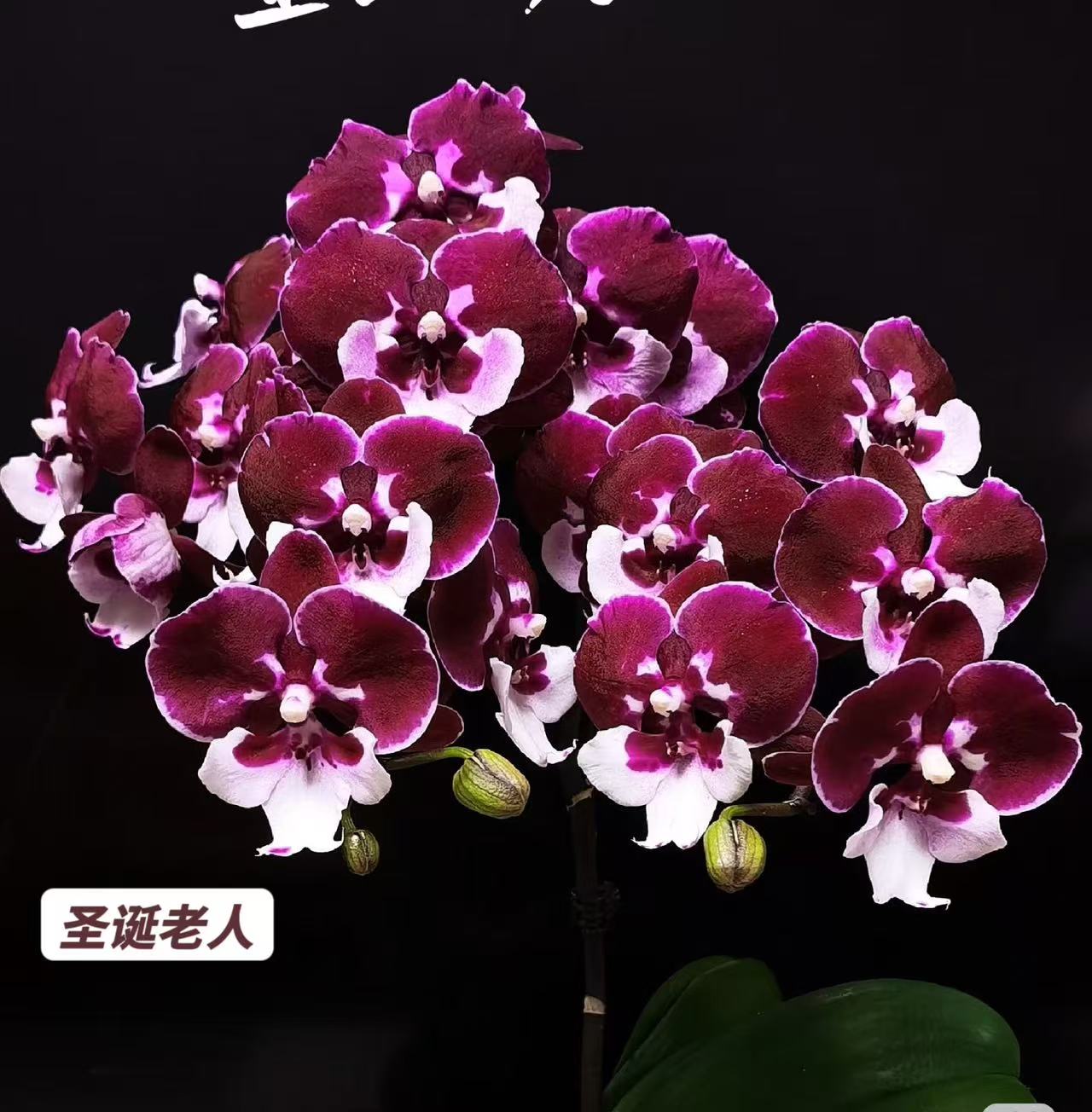 蝴蝶兰-【圣诞老人】多梗苗子3.5寸加高杯原杯发