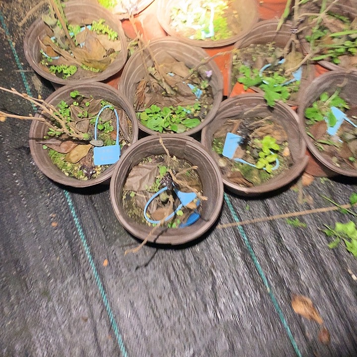 无花朵富士红嫁接苗19.9