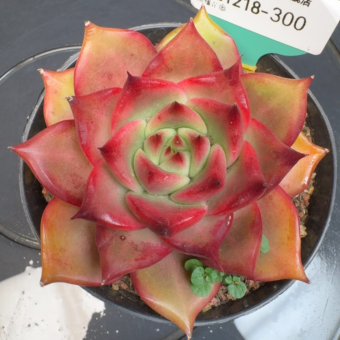 从前慢多肉精选编号1218.300