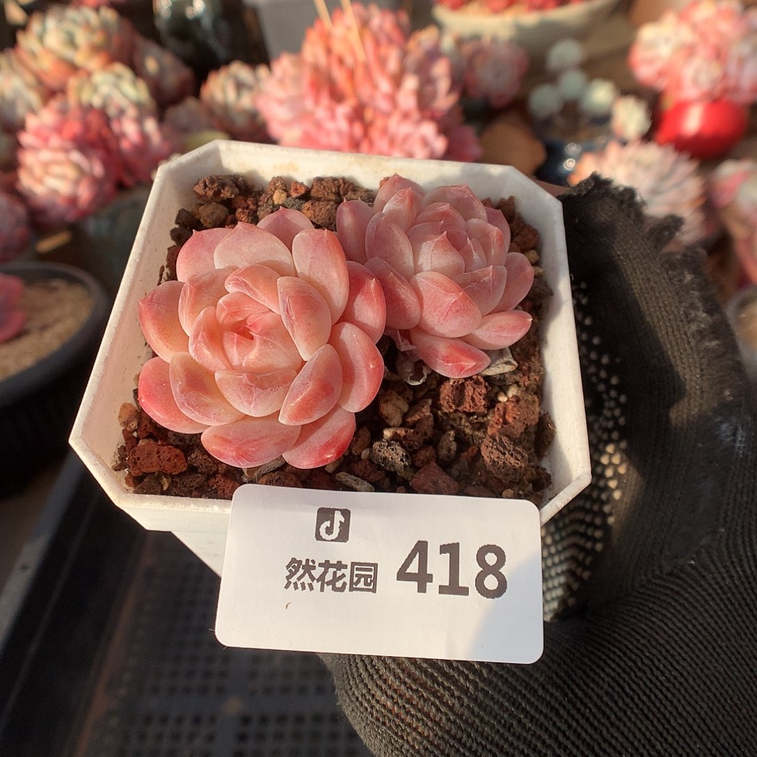 418冰魄多肉植物6666