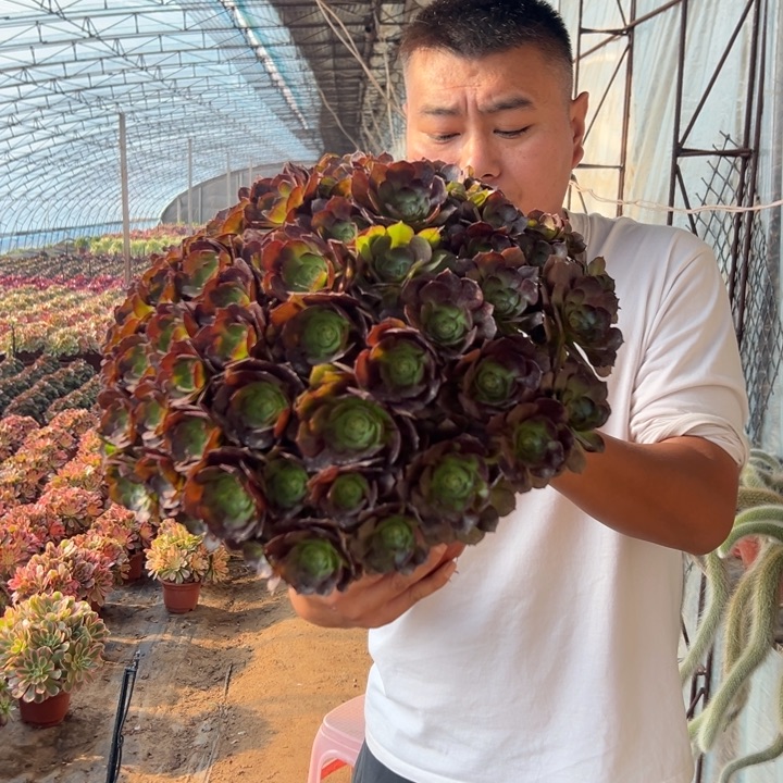 28.8黑体万圣节一颗