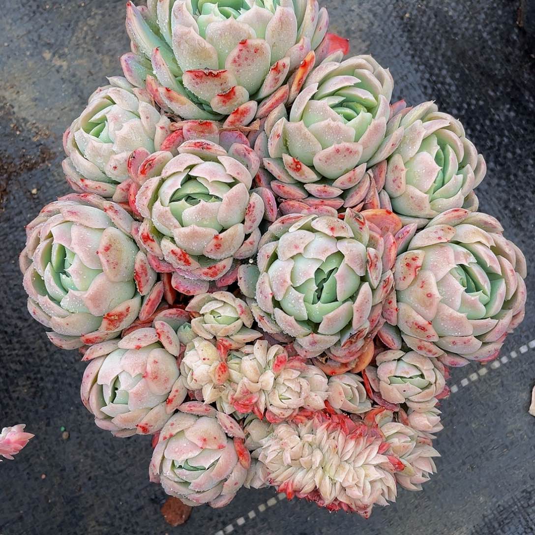 贝瑞多肉植物群2217