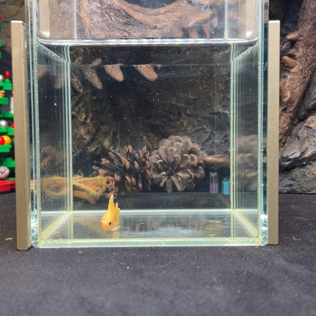 斗鱼十二月十一日竞价