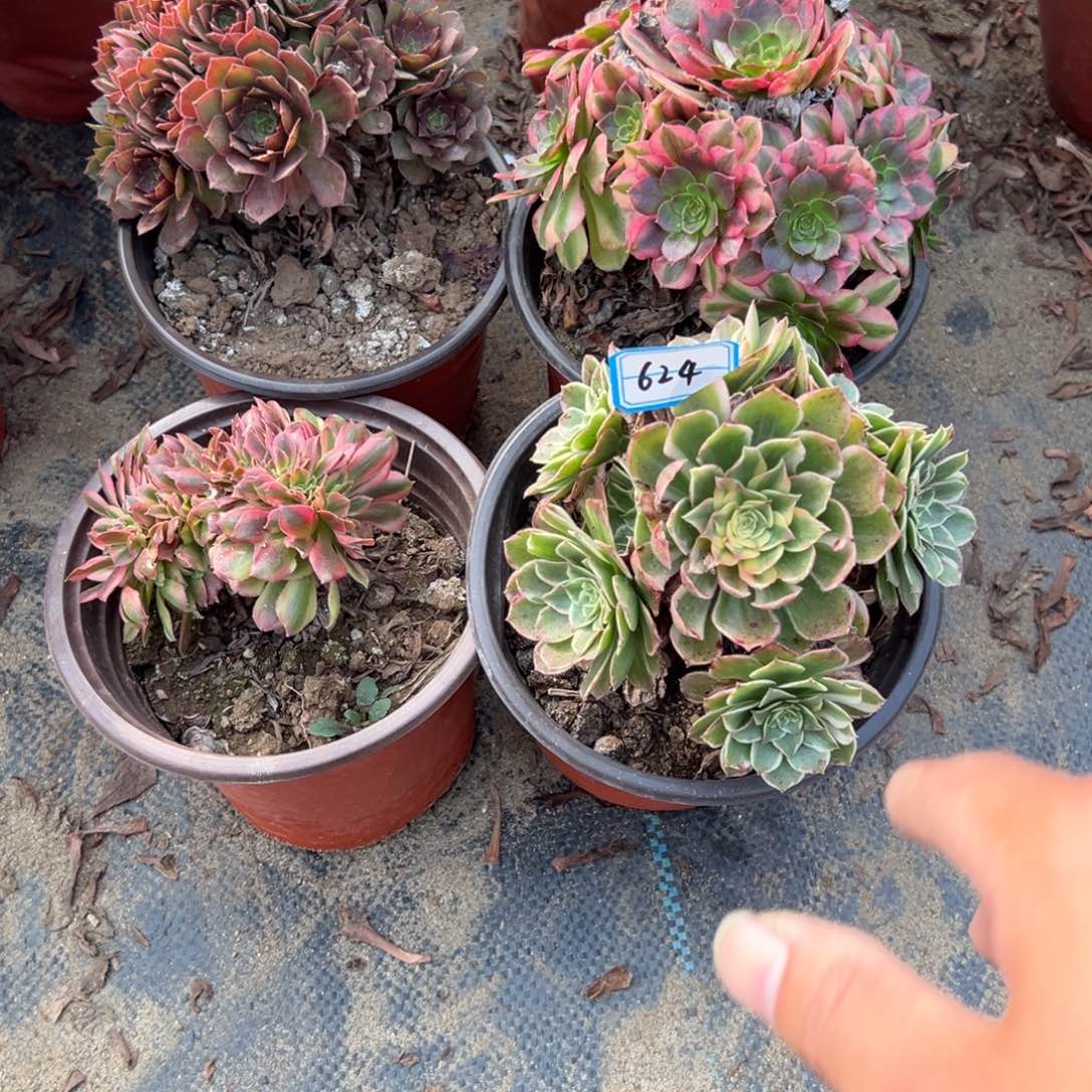 古***儿624四颗组合多肉植物