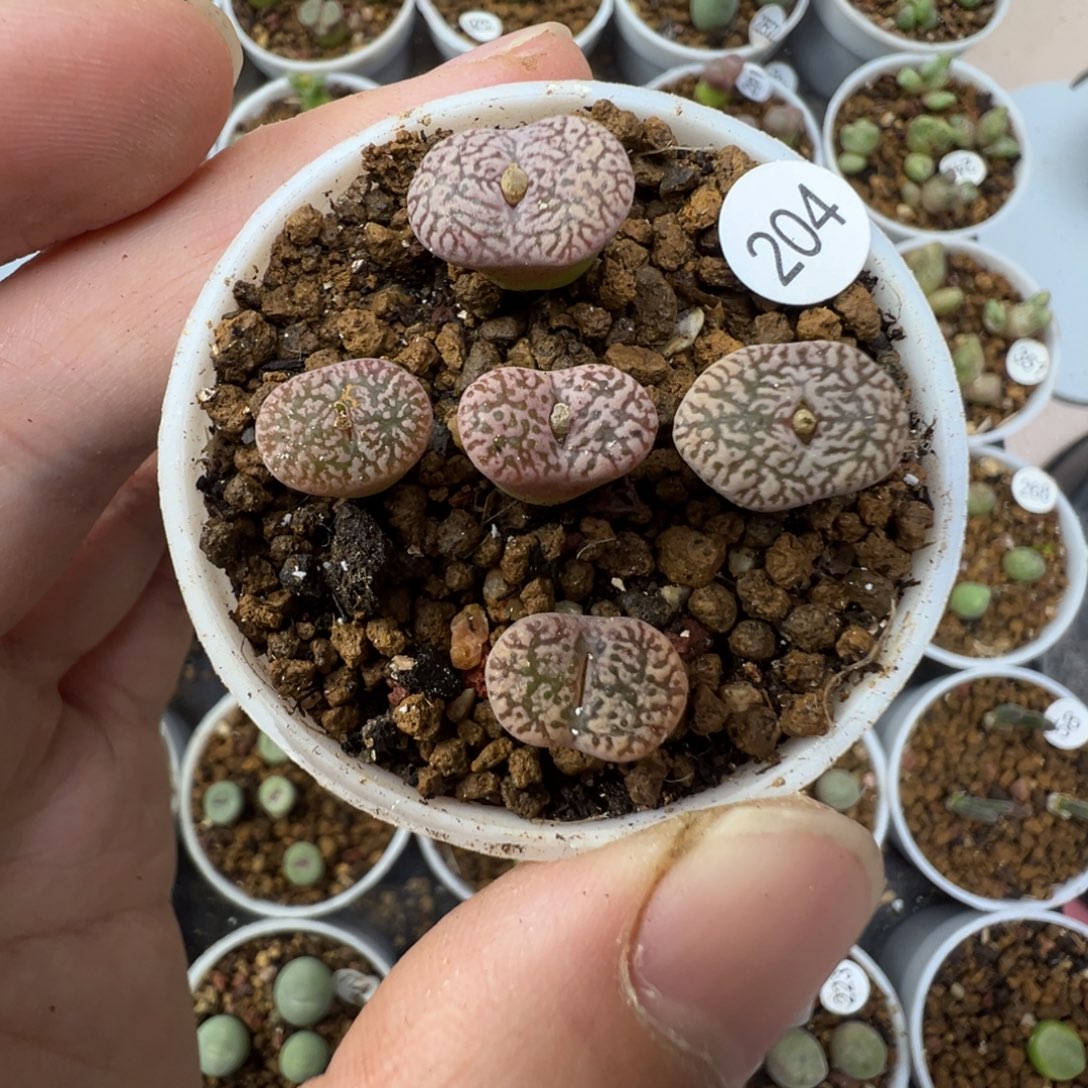 紫鸟一颗脱土204000