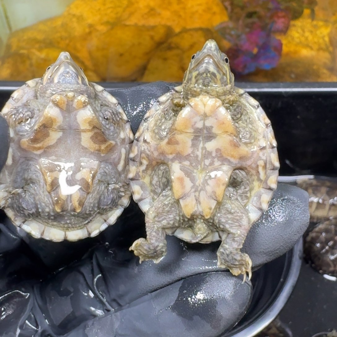 蛋龟不分公母麝香➕顺丰